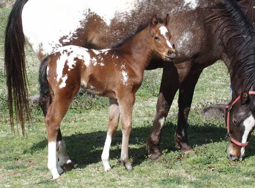 2017 filly, Cartoonist x Hypnotist