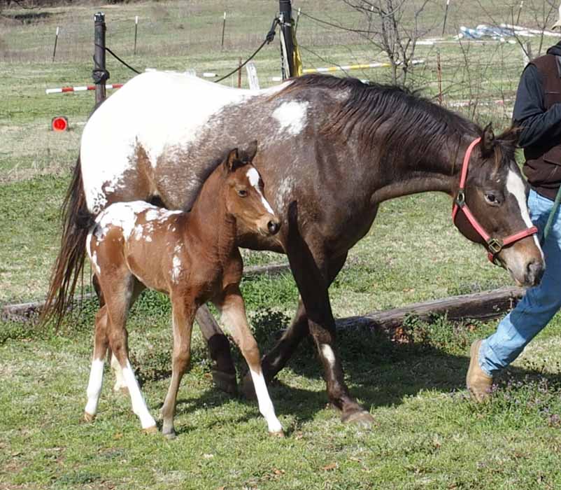 2017 filly, Cartoonist x Hypnotist
