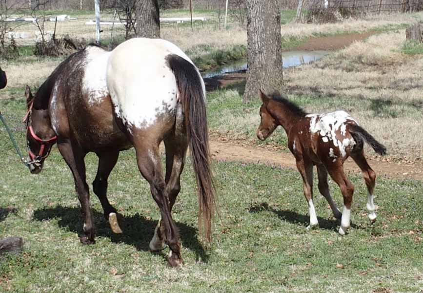 2017 filly, Cartoonist x Hypnotist