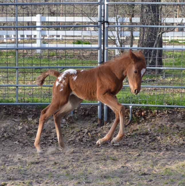 2018 filly, My Spotted Mint x Illustrator