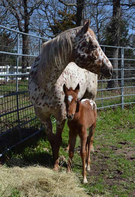 2018 filly, My Spotted Mint x Illustrator