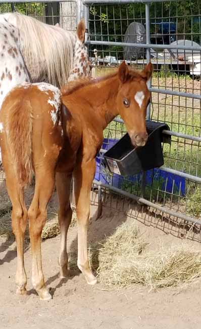 2018 filly, My Spotted Mint x Illustrator