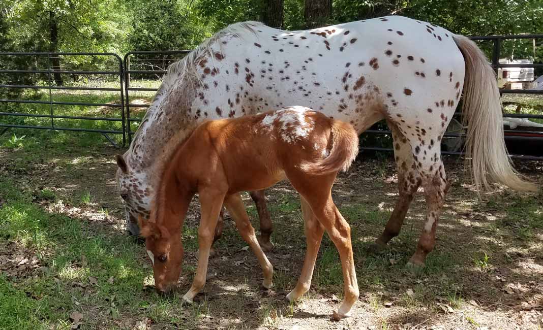 2018 filly, My Spotted Mint x Illustrator