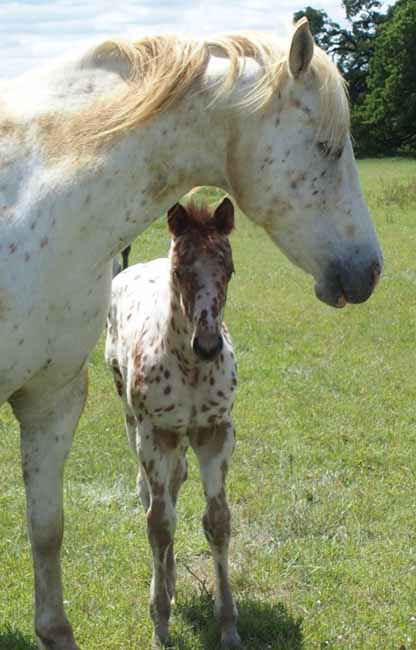 2018 filly, Illustrated Angel x Hypnotist