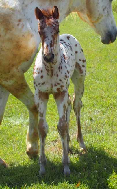 2018 filly, Illustrated Angel x Hypnotist