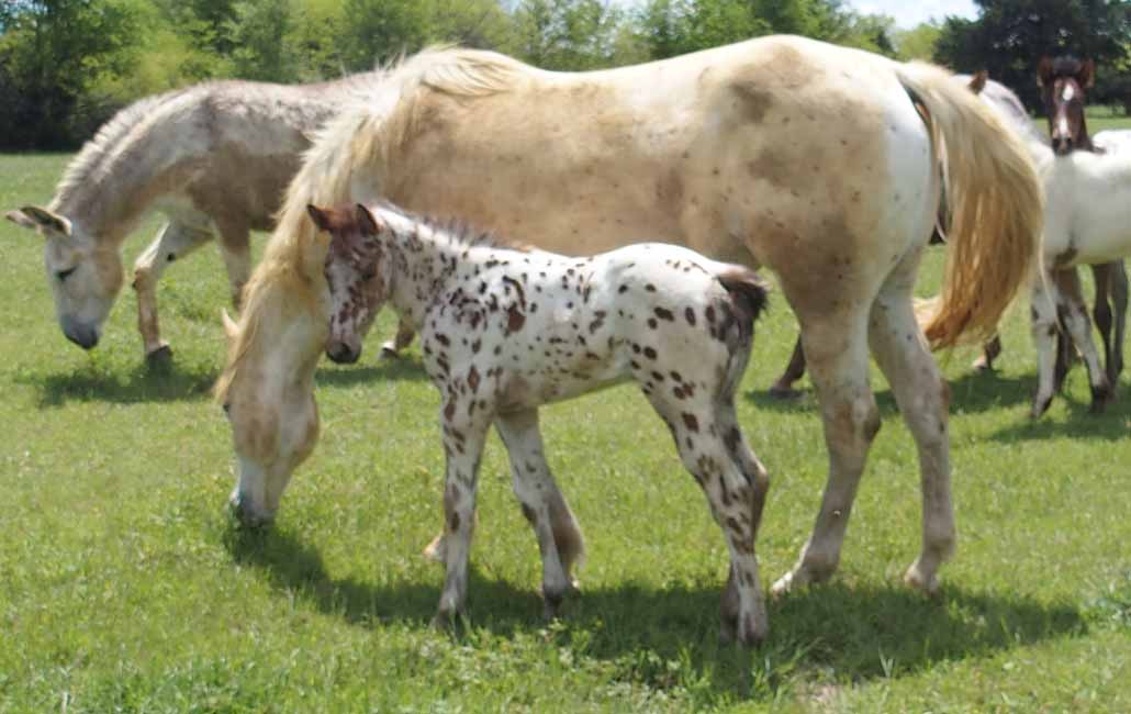 2018 filly, Illustrated Angel x Hypnotist