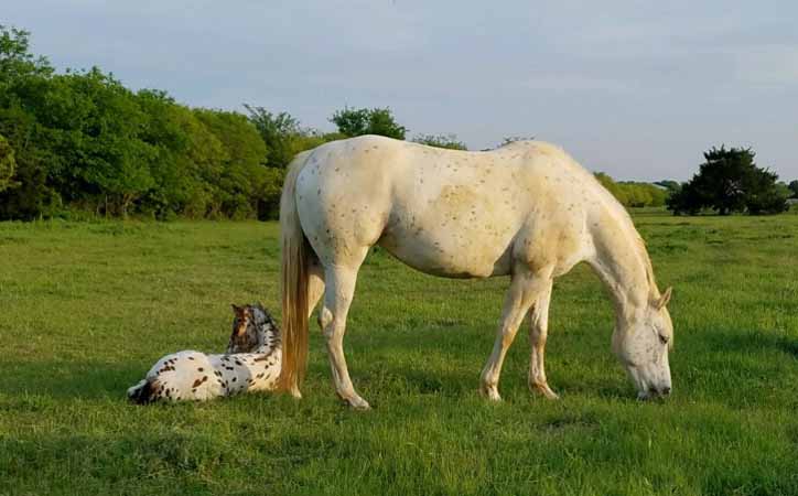 2018 filly, Illustrated Angel x Hypnotist