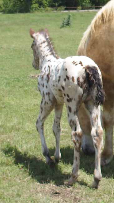 2018 filly, Illustrated Angel x Hypnotist