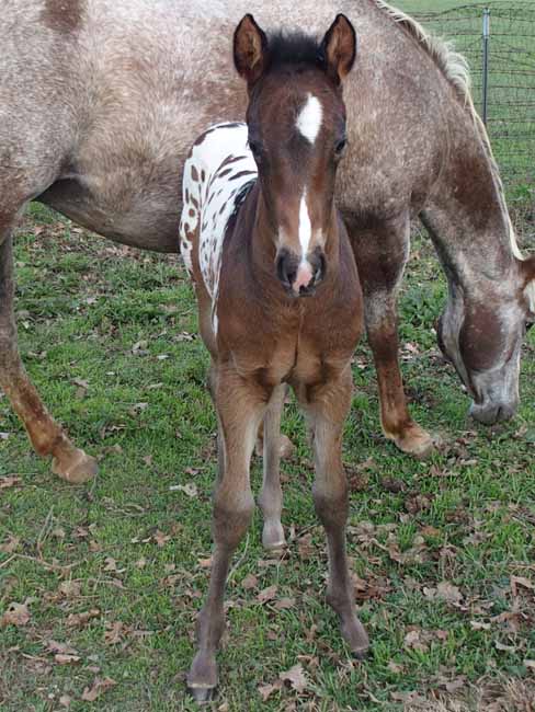 2018 filly, Impulsive Zipper x Hypnotist