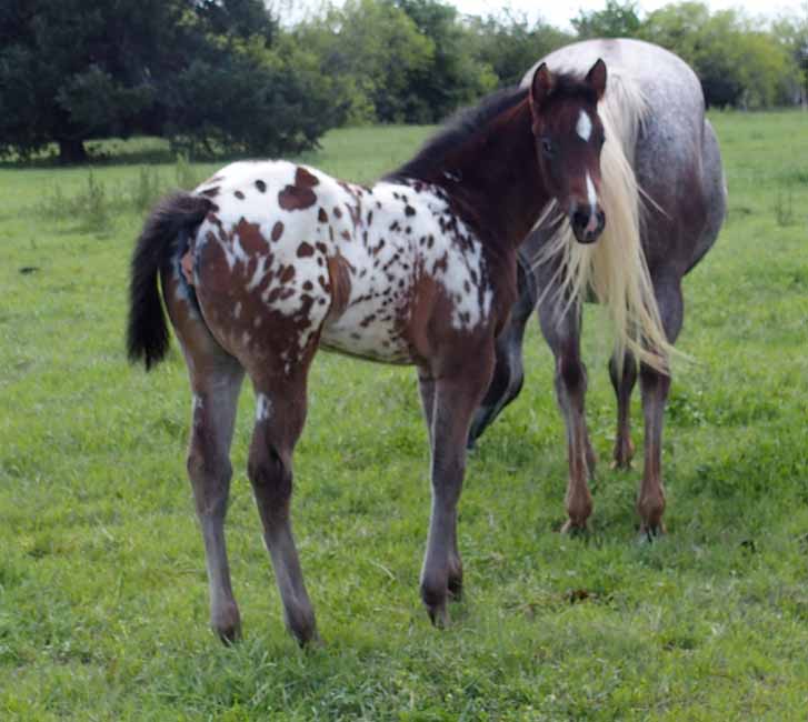 2018 filly, Impulsive Zipper x Hypnotist