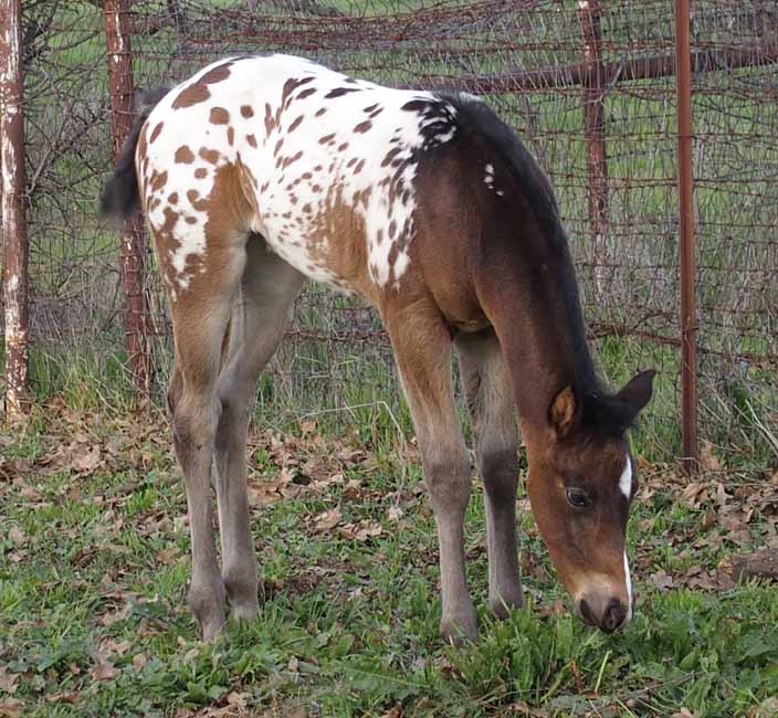 2018 filly, Impulsive Zipper x Hypnotist