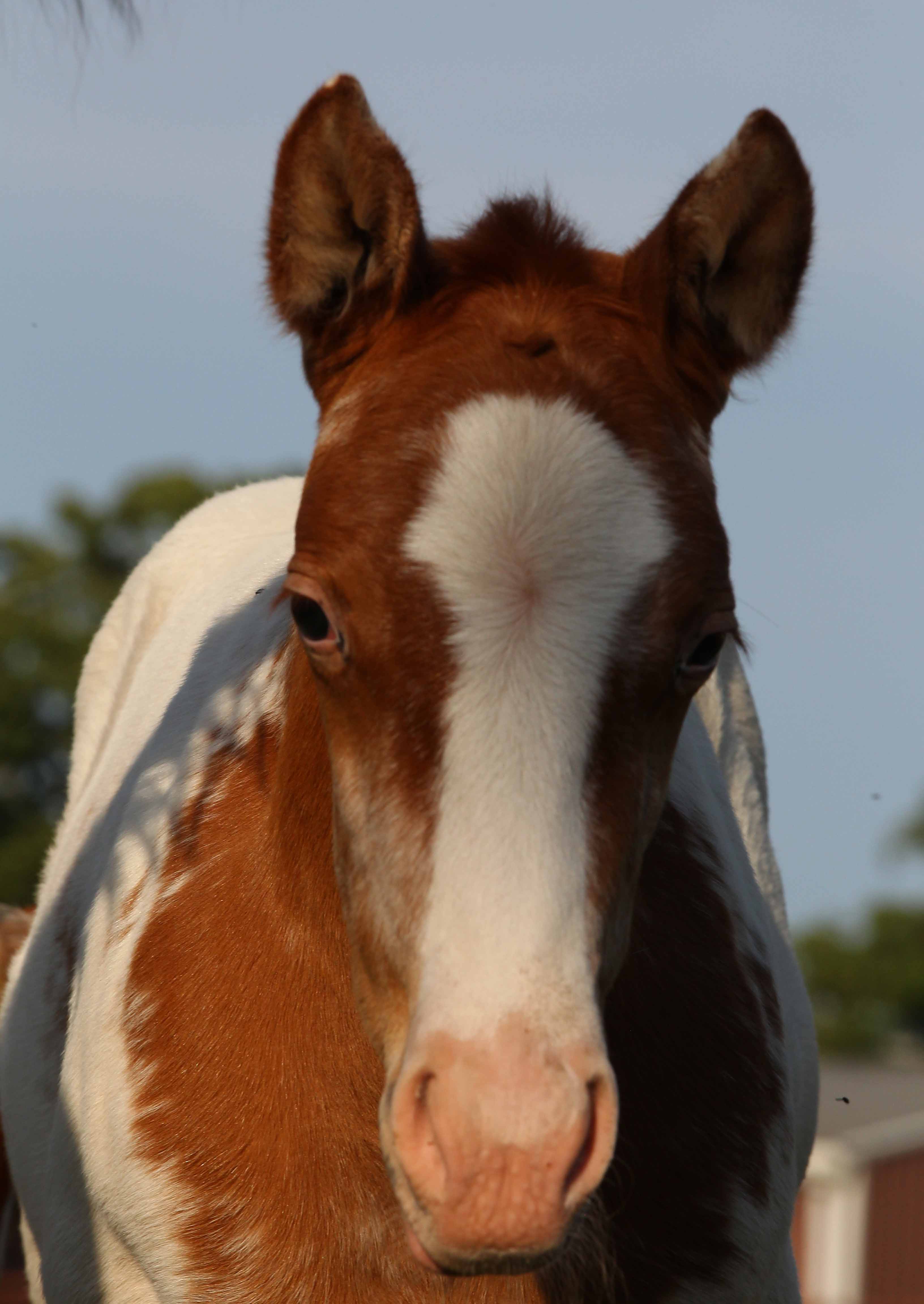 2018 filly, Dreaming of Stars x Invitational