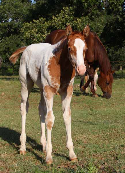 2018 filly, Dreaming of Stars x Invitational