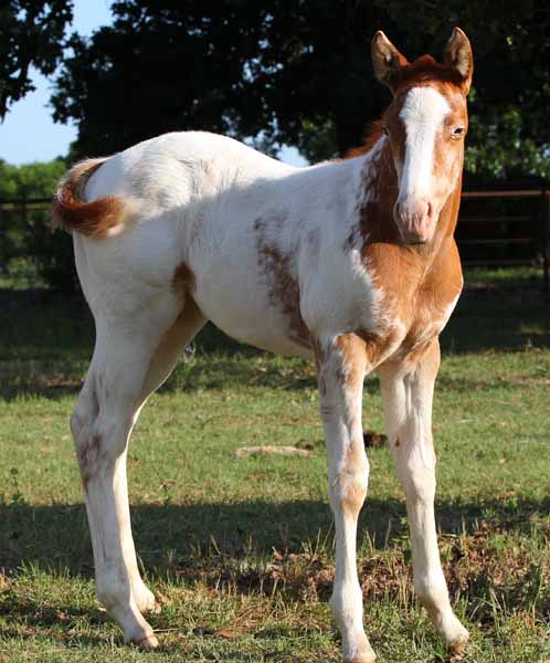 2018 filly, Dreaming of Stars x Invitational