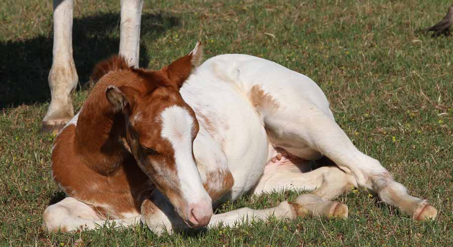2018 filly, Dreaming of Stars x Invitational
