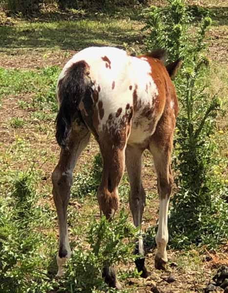 2018 filly, Party Invitation x Hypnotist