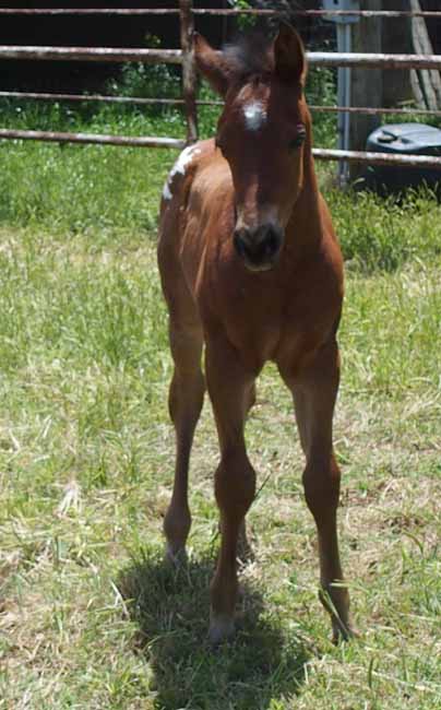 2018 colt, Designed For Kisses x Hypnotist