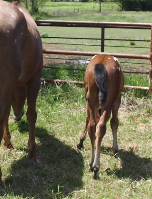 2018 colt, Designed For Kisses x Hypnotist
