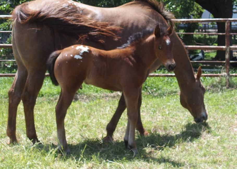 2018 colt, Designed For Kisses x Hypnotist