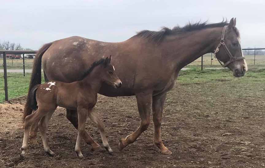 2018 colt, Designed For Kisses x Hypnotist