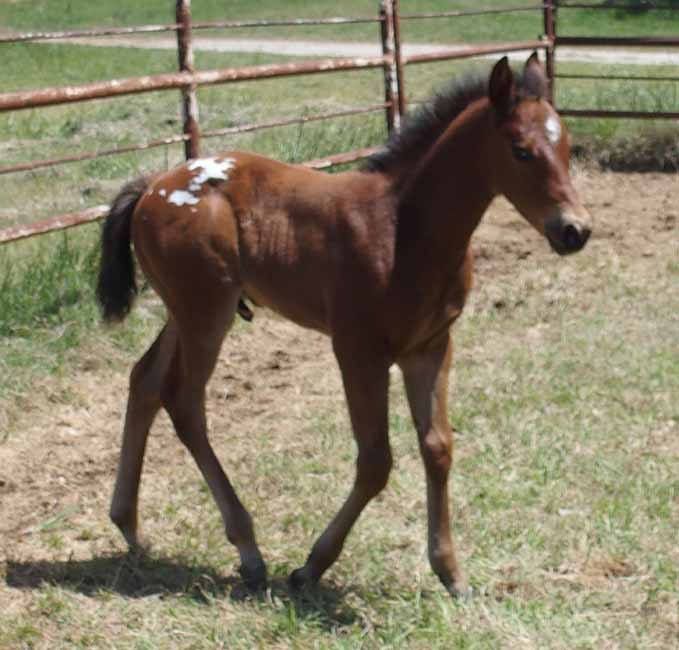2018 colt, Designed For Kisses x Hypnotist