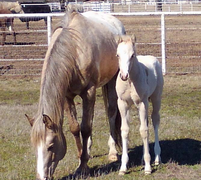 2019 Filly, Shes Way Cool x Illustrator.