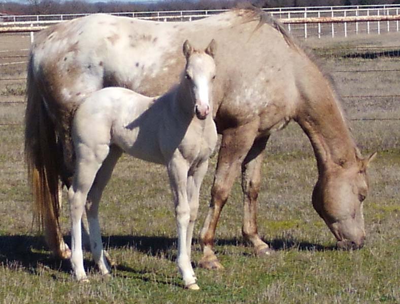 2019 Filly, Shes Way Cool x Illustrator.