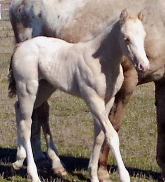 2019 Filly, Shes Way Cool x Illustrator.