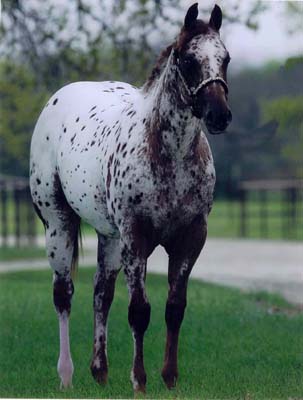 Pictured Spring 2003