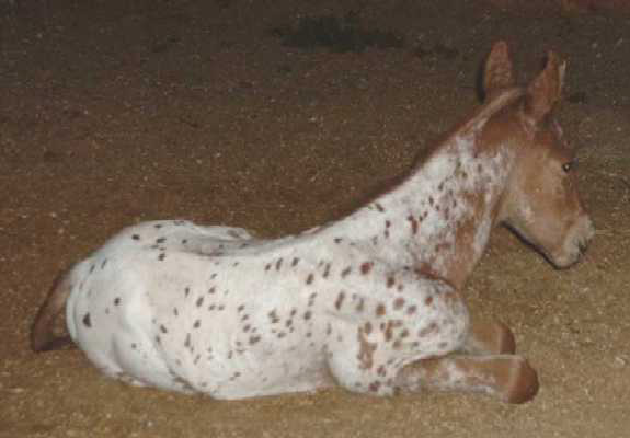 Pictured on foaling day, March 2002